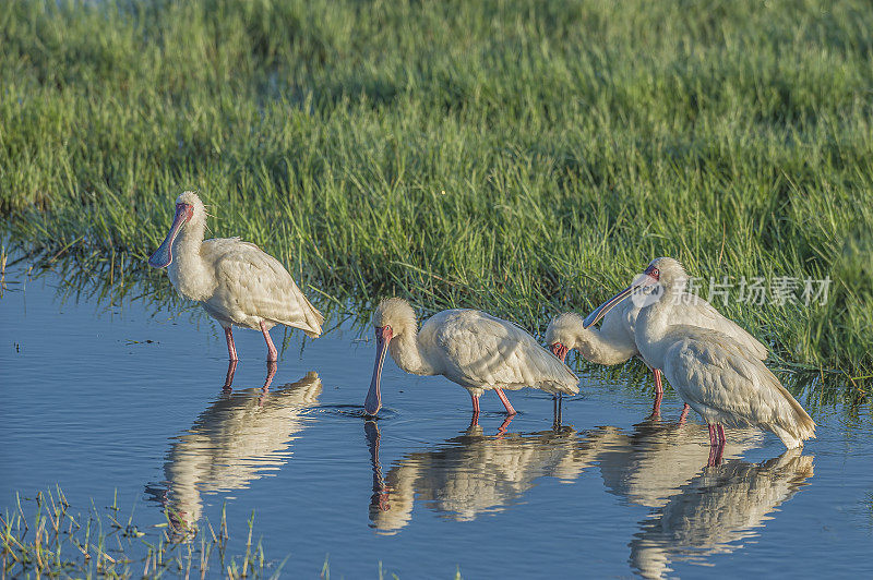 非洲琵鹭(Platalea alba)是鹮科和琵鹭科的一种长腿涉禽。纳库鲁湖国家公园，肯尼亚。